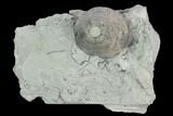 Fossil Crinoid (Eucalyptocrinus) Calyx on Rock - Indiana #127318-2